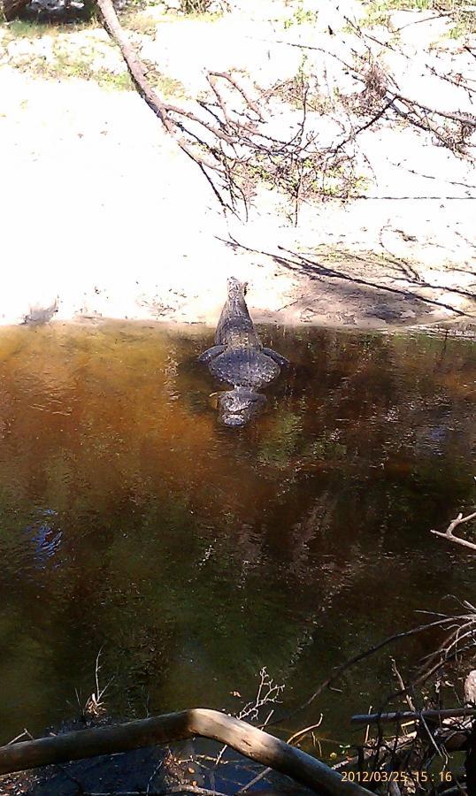 A crocodile is partially submerged in a dark, still body of water, surrounded by sandy banks and bare branches. The sunlight illuminates the scene, highlighting the crocodile's textured skin and the reflections in the water. Little Big Econ State Forest mountain bike trail.