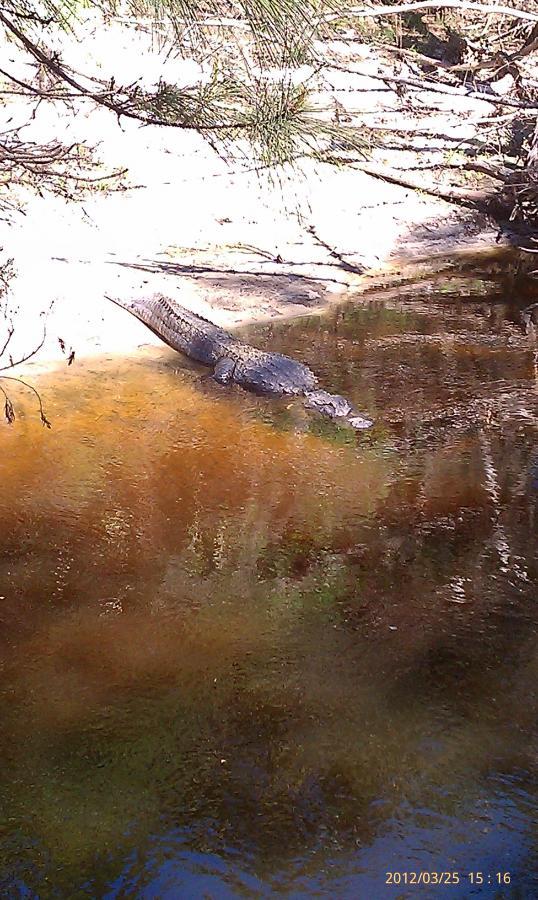 A crocodile resting on a sandy riverbank, partially submerged in shallow water surrounded by greenery and tree branches. The scene captures the natural habitat, highlighting the clear water and sandy area under bright sunlight. Little Big Econ State Forest mountain bike trail.