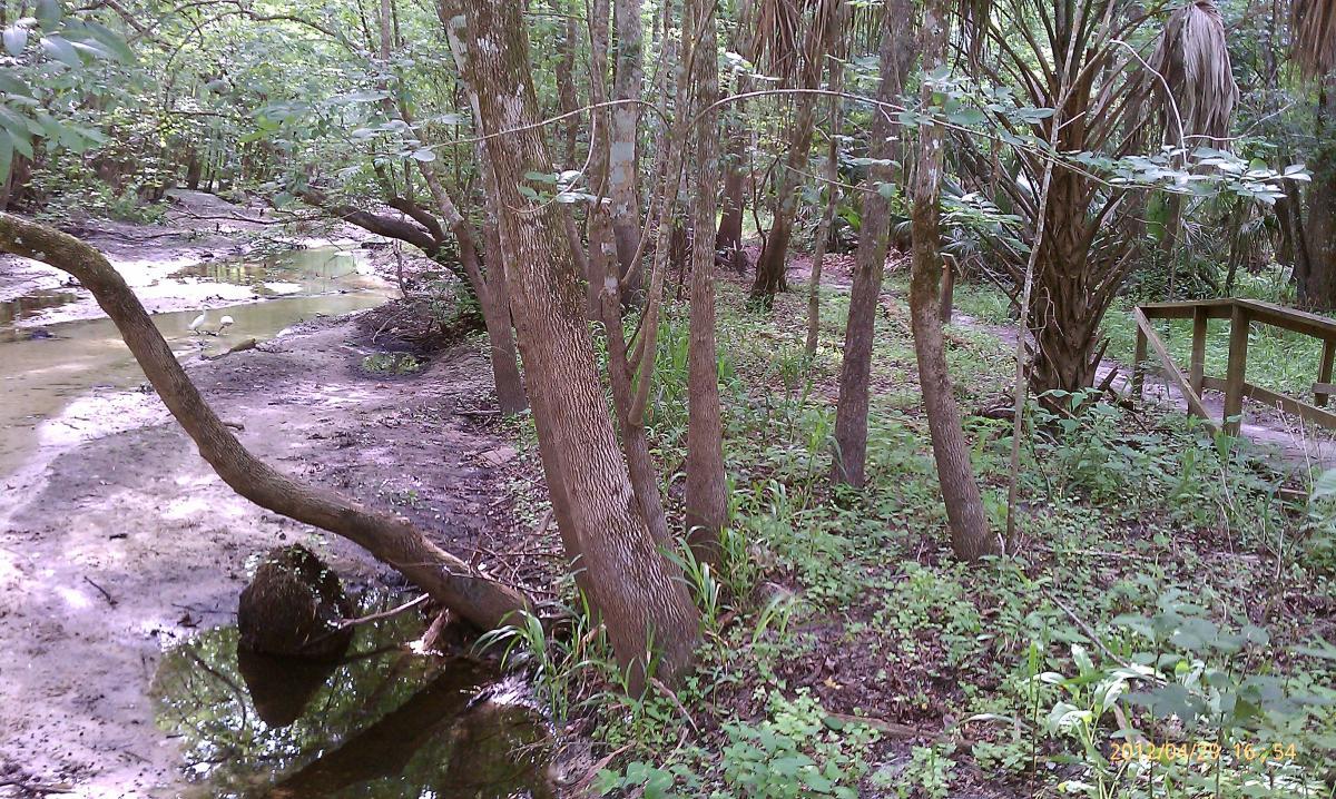 A peaceful forest scene featuring a meandering creek surrounded by lush greenery, with several trees positioned along the water's edge. A wooden pathway is visible in the background, leading through the tranquil natural setting. Environmental Center mountain bike trail.