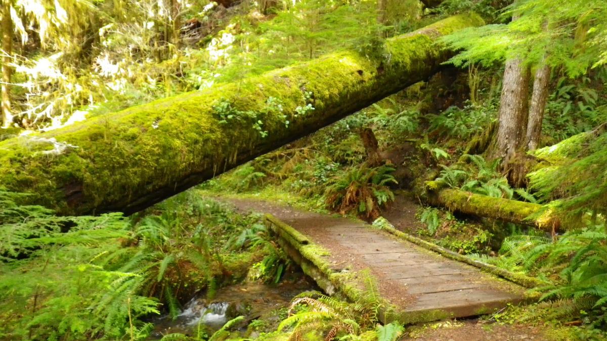 A tranquil forest scene featuring a moss-covered fallen tree spanning a pathway. A wooden bridge crosses a small stream, surrounded by lush green ferns and trees, creating a serene natural setting. Brice Creek mountain bike trail.