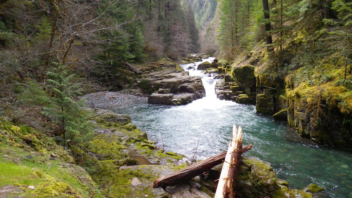 A picturesque view of a tranquil river flowing through a lush, green forest. The water cascades over rocky formations, creating small waterfalls. Sunlight filters through the trees, highlighting the vibrant moss and foliage along the banks, with fallen logs adding to the natural scenery. Brice Creek mountain bike trail.