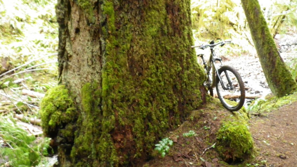 A mountain bike leaning against a large moss-covered tree in a forest setting, with greenery and a rocky stream visible in the background. Brice Creek mountain bike trail.