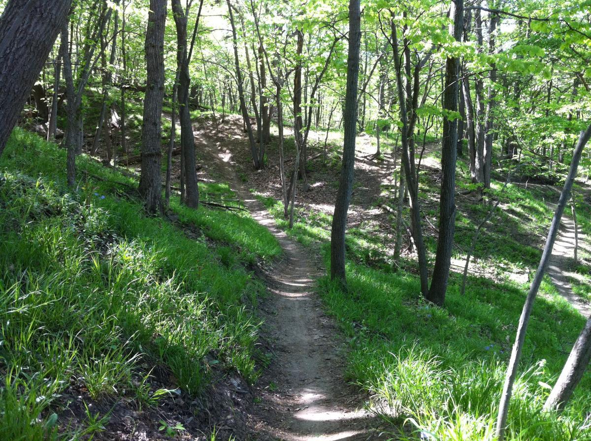 A winding dirt path through a lush, green forest, surrounded by tall trees and vibrant undergrowth, on a sunny day. Jewel Park mountain bike trail.