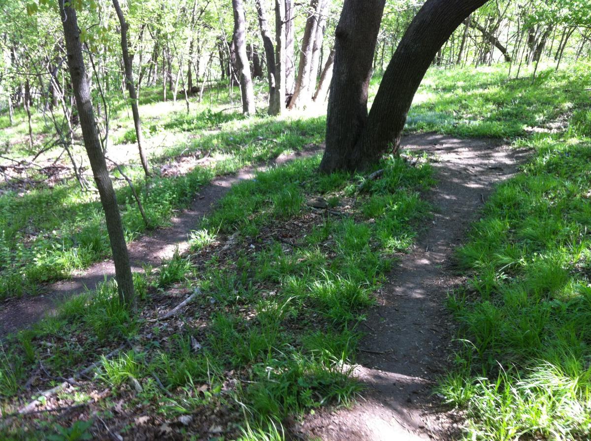 A winding dirt pathway leads through a lush green forest, surrounded by trees and tall grass. The sunlight filters through the leaves, creating a serene and inviting atmosphere. Jewel Park mountain bike trail.