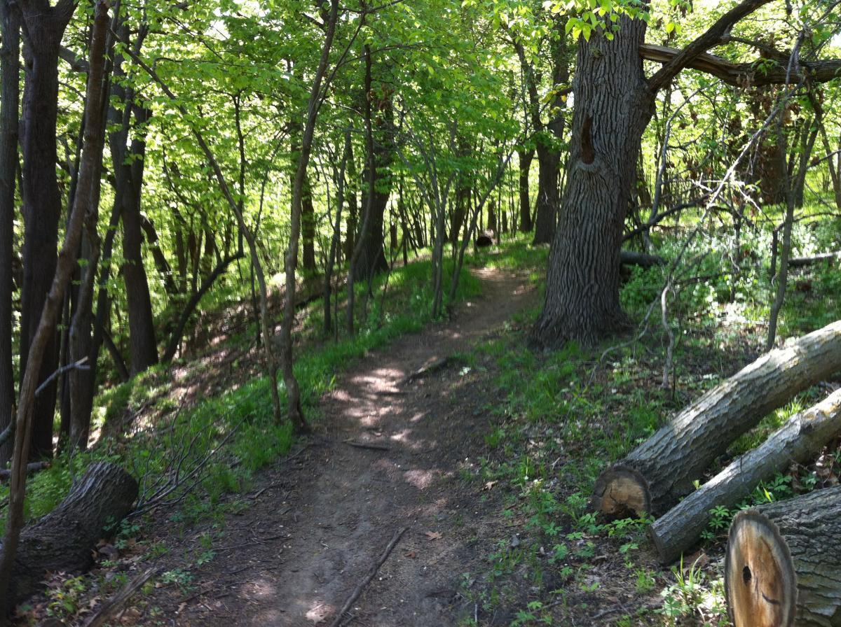 A narrow dirt path winding through a lush green forest, with tall trees and sunlight filtering through the leaves. Fallen logs and underbrush are visible along the sides of the trail. Jewel Park mountain bike trail.