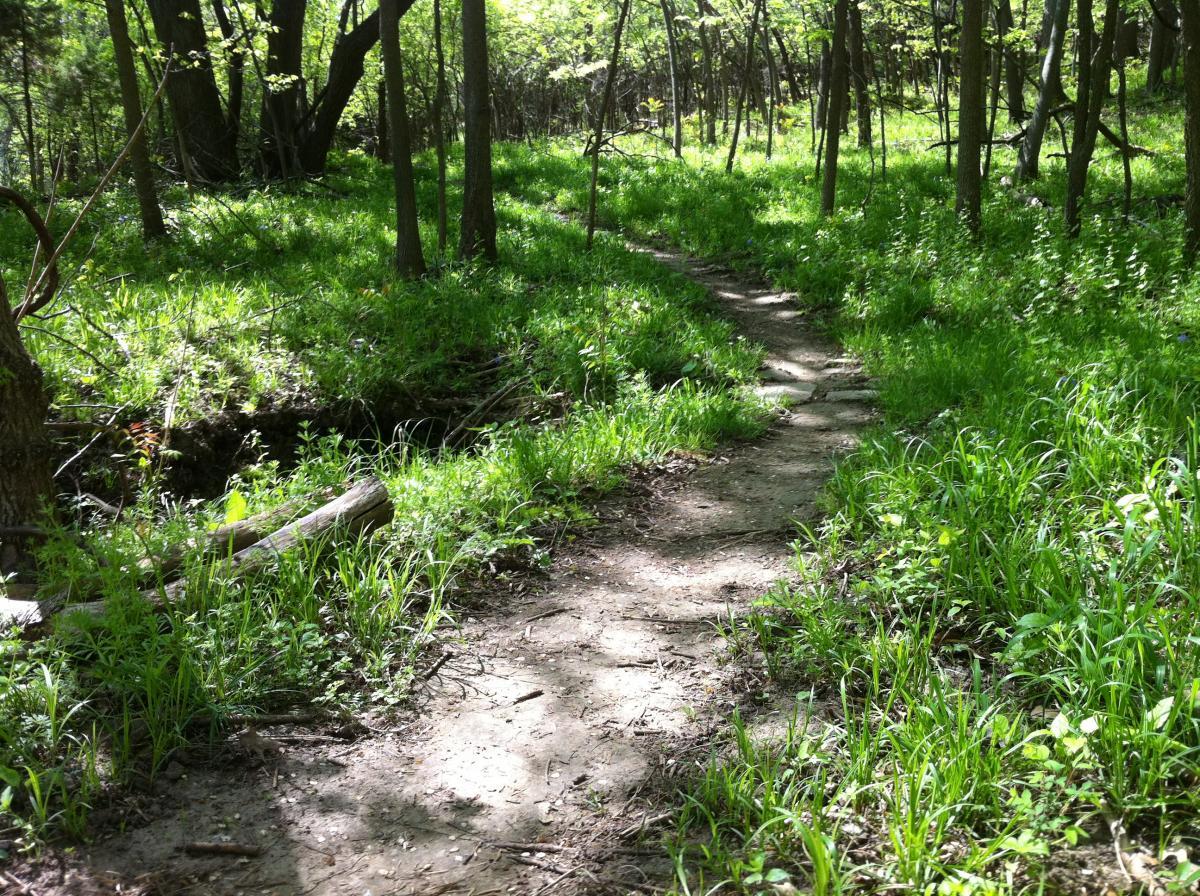 A narrow dirt path winding through a lush green forest, surrounded by tall grass and trees. Sunlight filters through the leaves, creating a serene and inviting atmosphere. Jewel Park mountain bike trail.