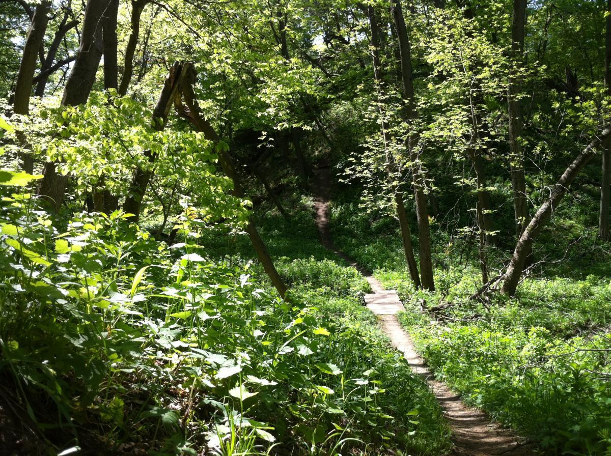A dirt path winding through a lush green forest, surrounded by tall trees and vibrant foliage, with sunlight filtering through the leaves. Jewel Park mountain bike trail.