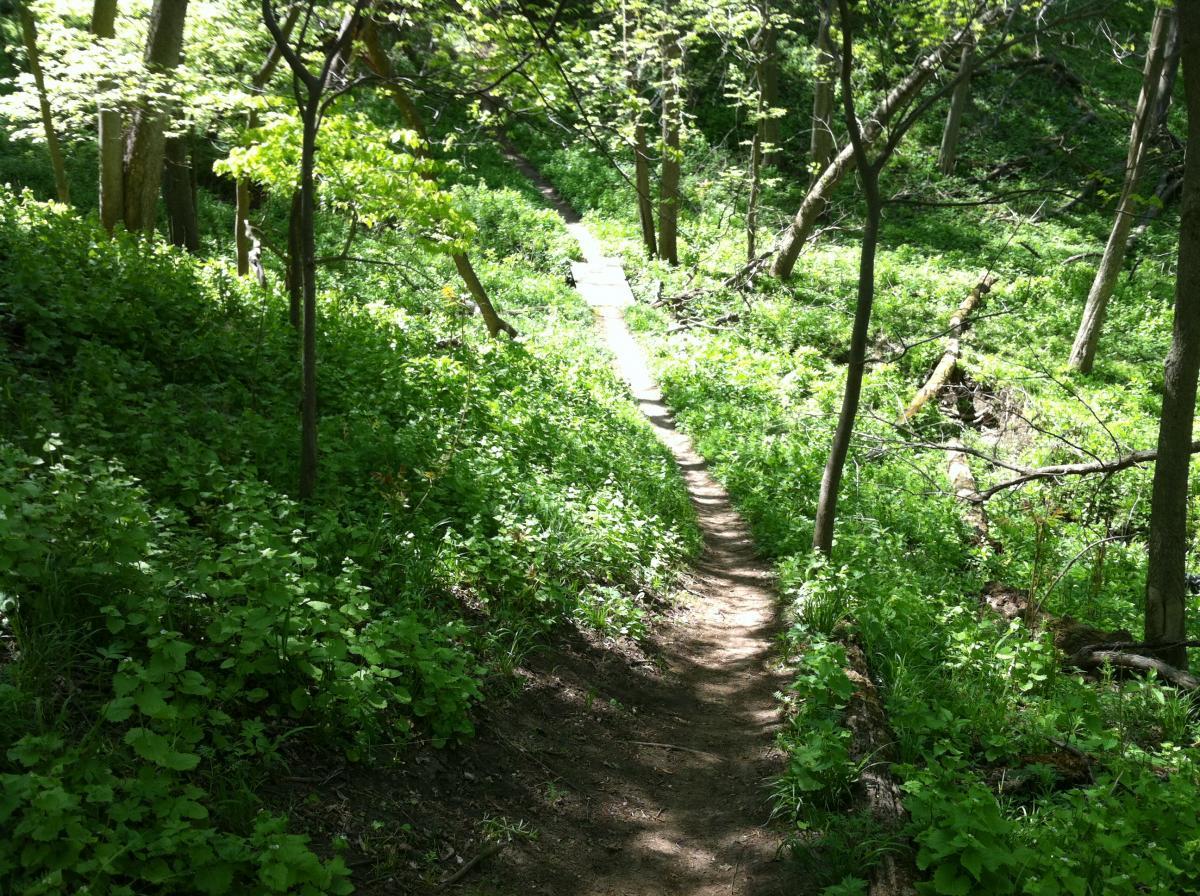 A narrow dirt path winding through a lush green forest, surrounded by vibrant foliage and trees, with sunlight filtering through the leaves. Jewel Park mountain bike trail.