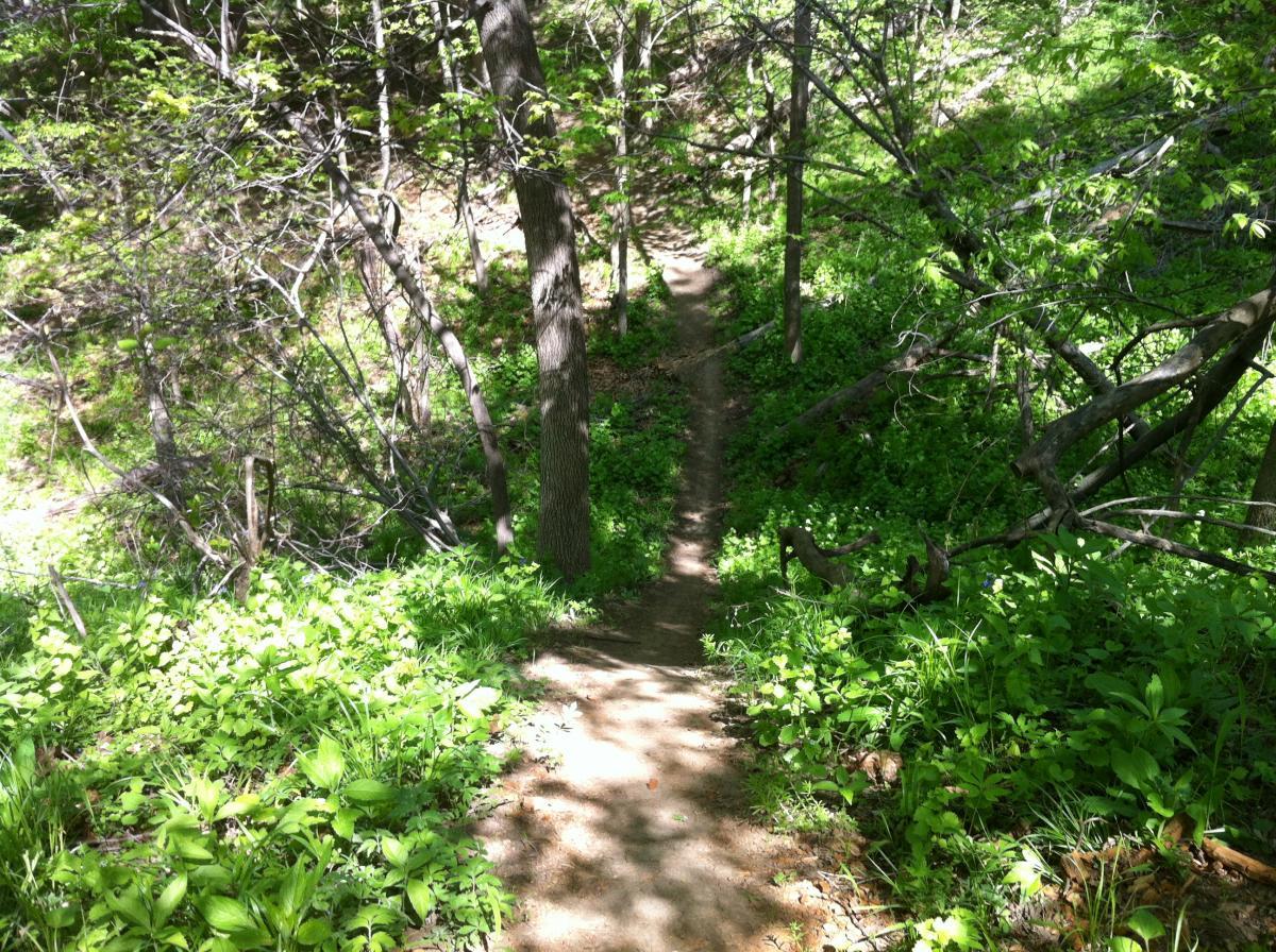 A narrow dirt trail winding through a lush green forest, surrounded by trees and vibrant undergrowth. Sunlight filters through the leaves, creating a dappled light effect on the path. Jewel Park mountain bike trail.