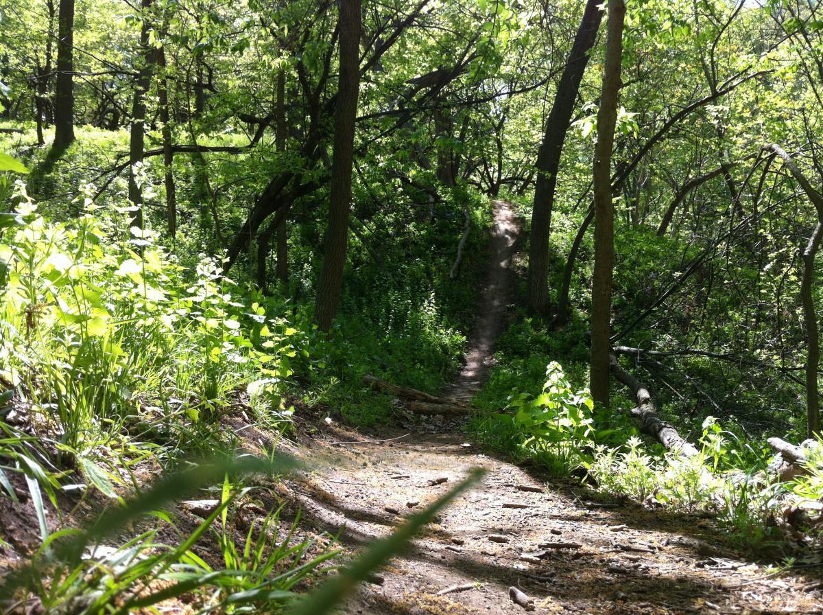 A narrow dirt path winding through a lush green forest, surrounded by trees, underbrush, and sunlight filtering through the leaves. Jewel Park mountain bike trail.