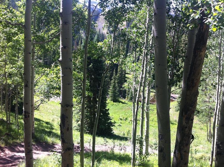 A lush forest scene featuring tall aspen trees with smooth white bark, surrounded by vibrant green foliage and grass. In the background, a variety of coniferous trees can be seen, and a dirt path winds through the landscape, inviting exploration of the serene natural setting. Village Trail mountain bike trail.