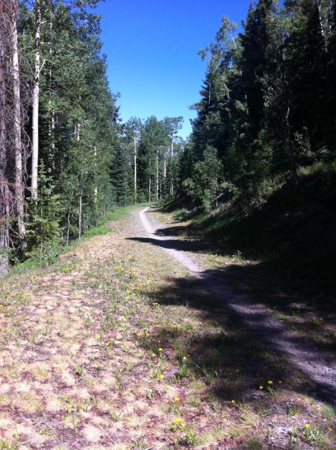 A winding dirt path surrounded by tall trees and green foliage, with a clear blue sky overhead. The path is bordered by patches of grass and wildflowers, indicating a tranquil, natural setting. Village Trail mountain bike trail.