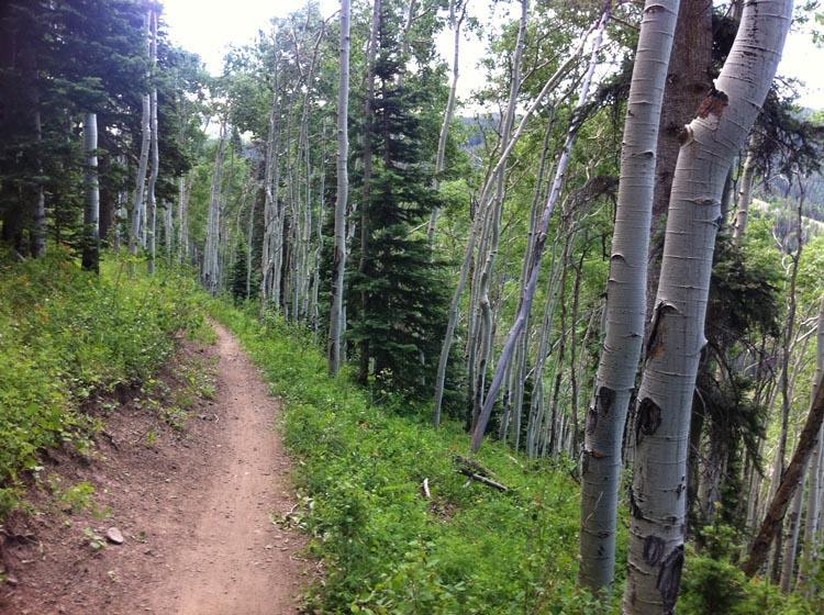 A dirt trail winding through a lush forest of tall, slender trees with light green foliage. The path is bordered by patches of grass and small shrubs, surrounded by a canopy of green leaves and tree trunks, creating a serene natural setting. Village Trail mountain bike trail.