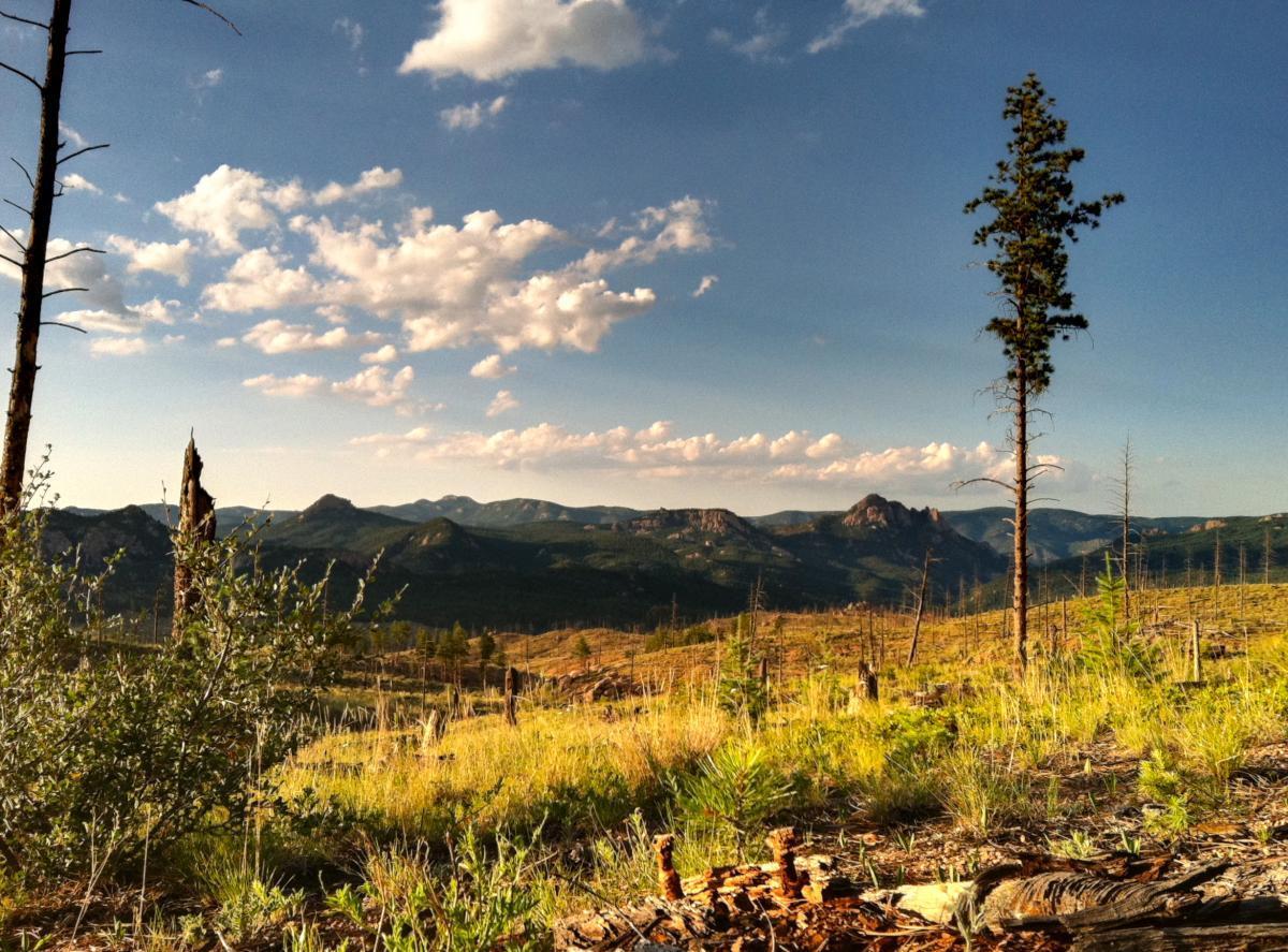 A scenic view of a mountain landscape with rolling hills, sparse vegetation, and a clear blue sky dotted with fluffy clouds. A few tall trees stand amidst the grassy foreground, while the distant mountains create a beautiful backdrop. The scene captures a peaceful and natural setting, highlighting the beauty of the outdoors. Morrison / Shinglemill Creek mountain bike trail.