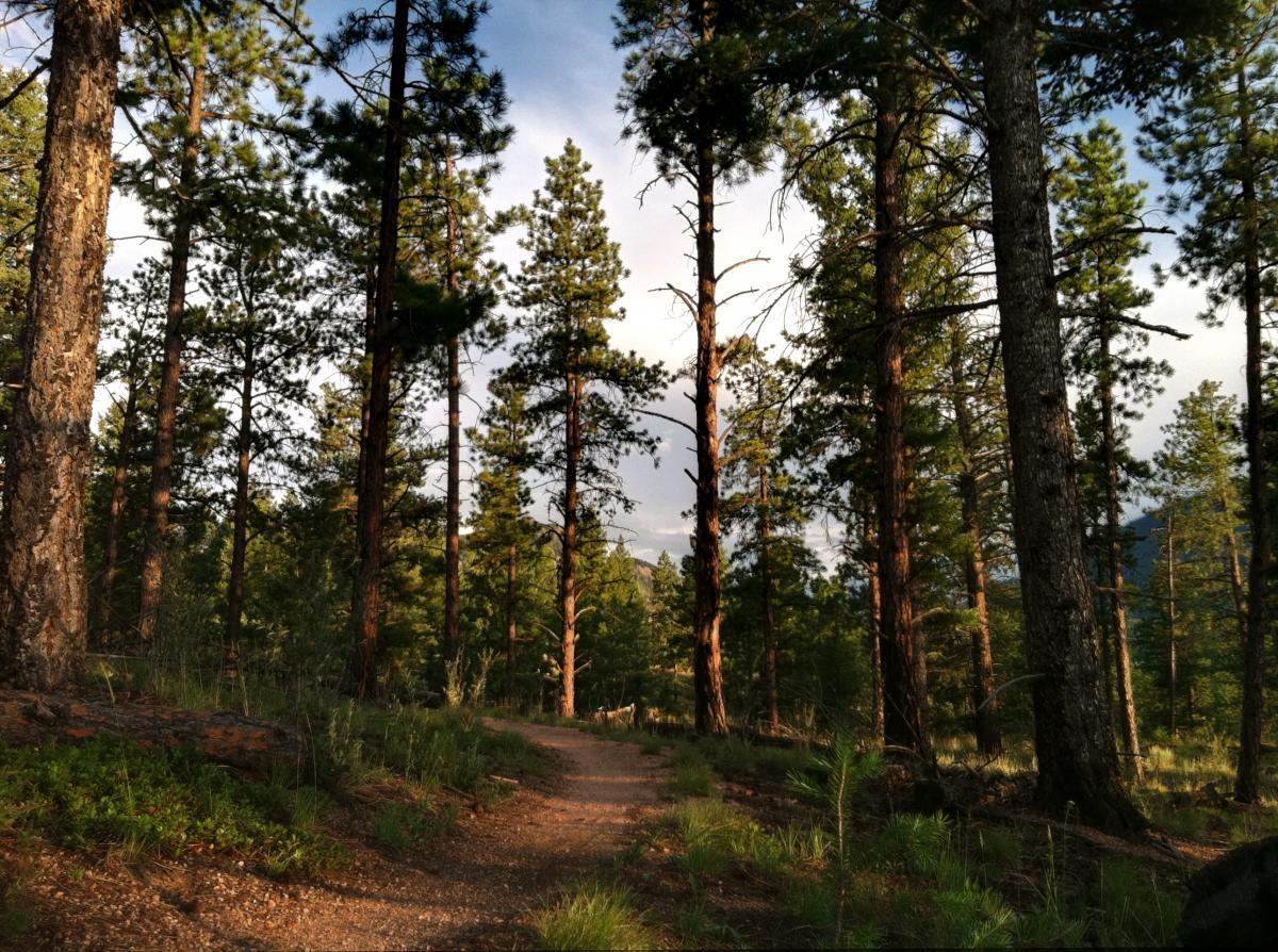 A serene forest scene featuring tall pine trees with a dirt path winding through the greenery. The setting is illuminated by soft natural light, creating a peaceful atmosphere amidst the foliage. Morrison / Shinglemill Creek mountain bike trail.