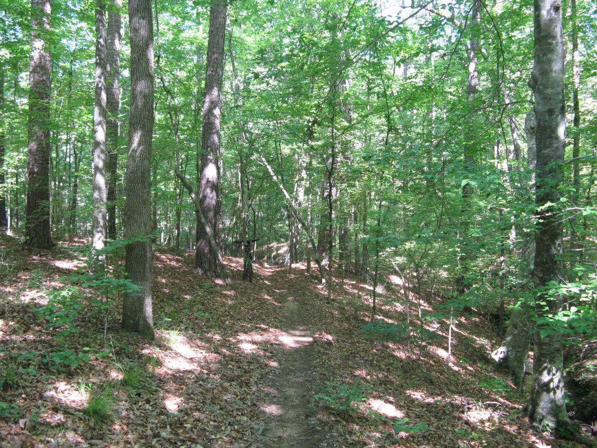 A peaceful forest scene featuring tall trees with lush green leaves. A narrow dirt path winds through the woods, lined with fallen leaves and patches of sunlight filtering through the canopy above. Lincoln Parish Park mountain bike trail.
