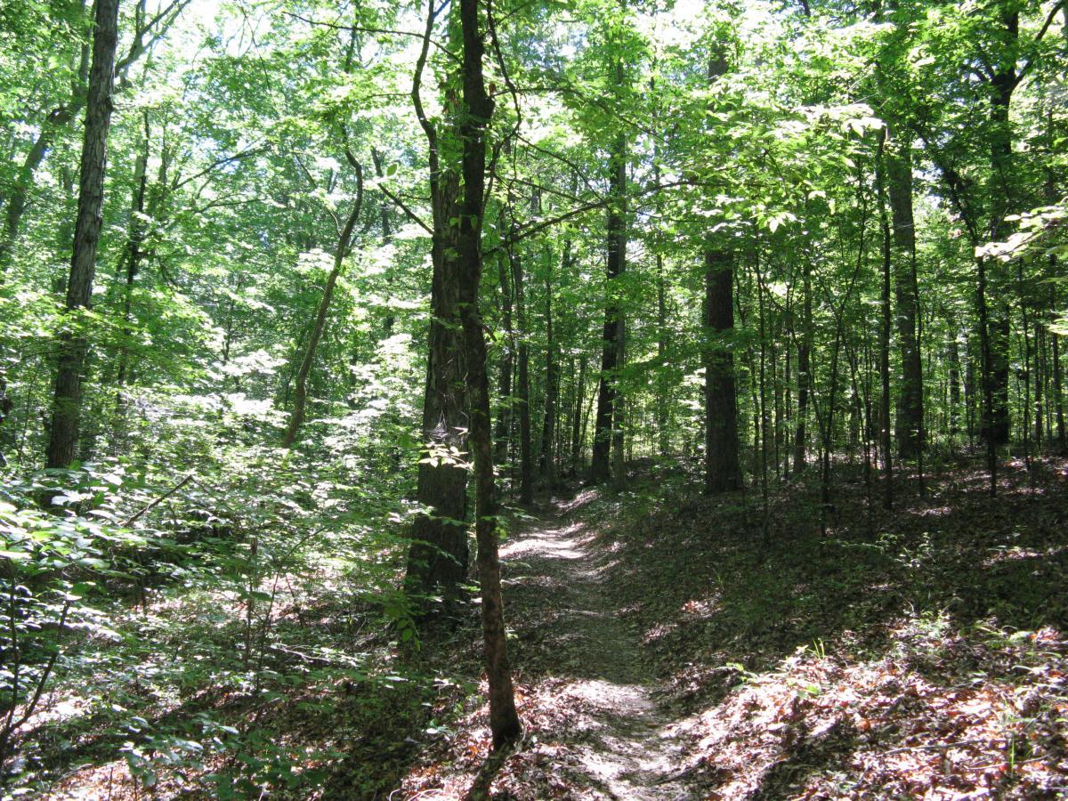 A sunlit forest path winding through dense greenery, with tall trees and lush foliage creating a vibrant atmosphere. The ground is covered with leaves, and the light filters through the canopy, illuminating the trail ahead. Lincoln Parish Park mountain bike trail.