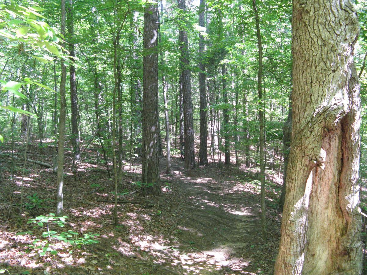 A serene forest scene with tall trees and lush green foliage, featuring a winding dirt path partially covered by fallen leaves. Sunlight filters through the canopy, casting dappled light onto the forest floor. Lincoln Parish Park mountain bike trail.