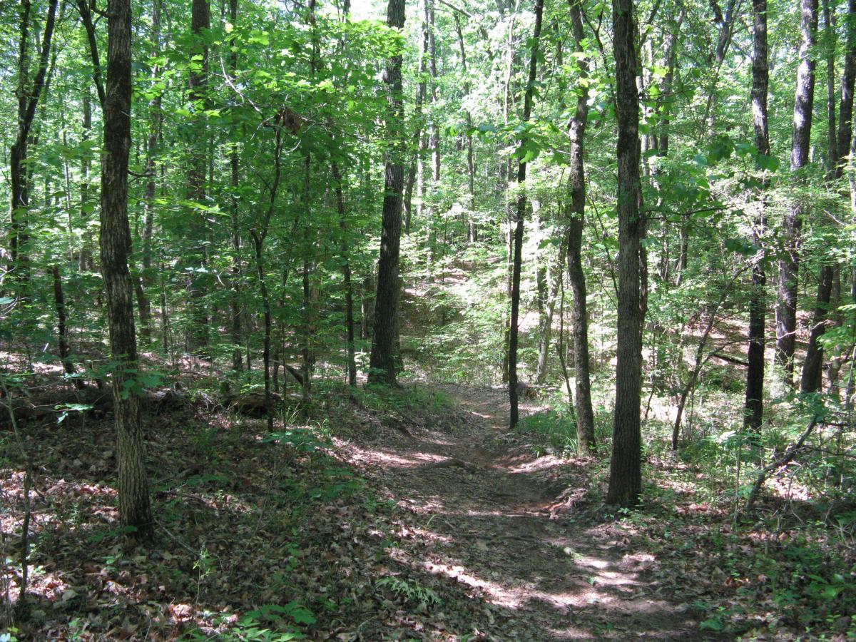 A scenic view of a wooded path winding through dense green foliage, with tall trees surrounding the trail and sunlight filtering through the leaves. The ground is covered in a mix of leaves and dirt, indicating the natural setting of a forested area. Lincoln Parish Park mountain bike trail.