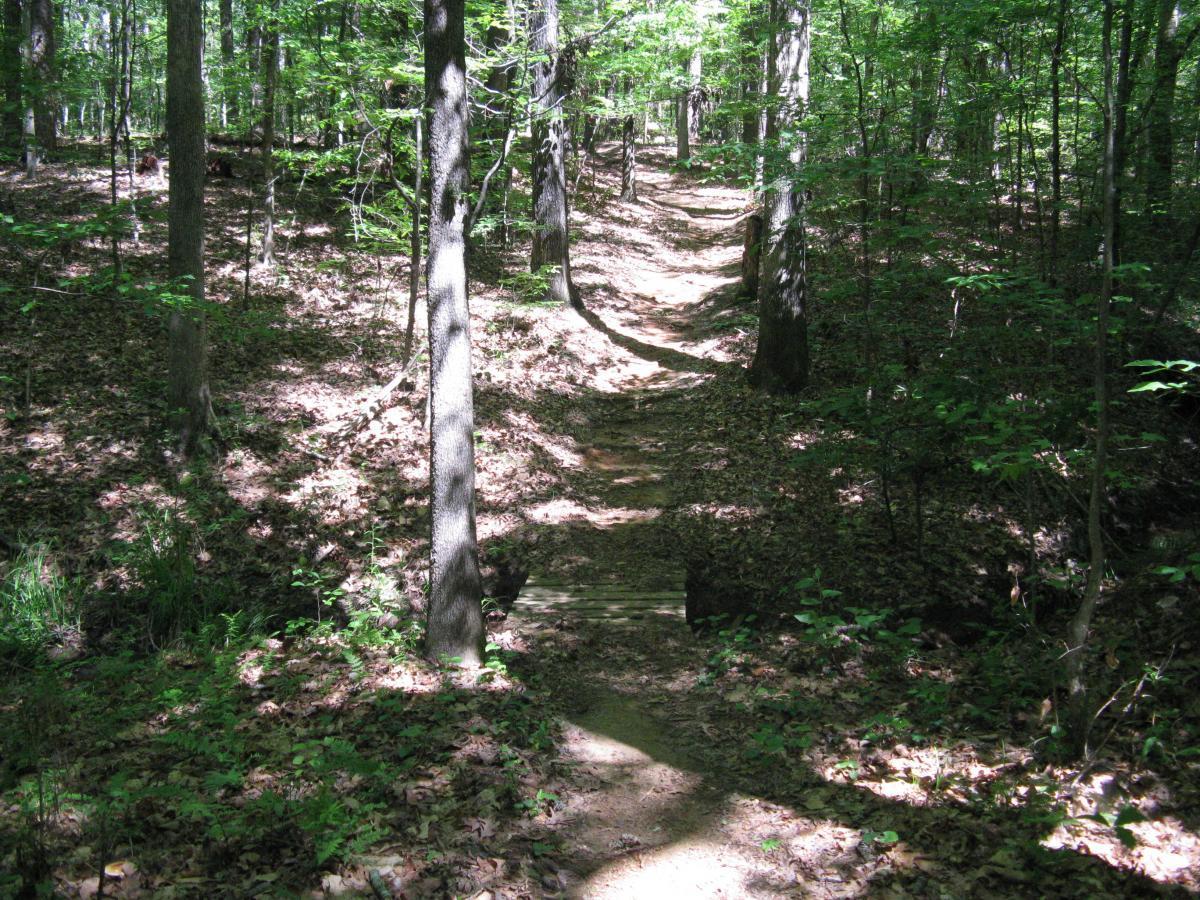 A serene woodland trail winding through a lush forest, illuminated by dappled sunlight filtering through the leaves. The path is bordered by fallen leaves and green undergrowth, with tall trees standing on either side. Lincoln Parish Park mountain bike trail.