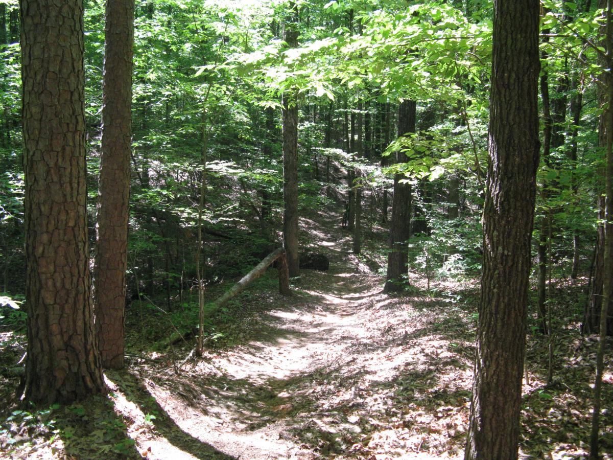 A serene forest path winding through tall trees with lush green foliage, dappled sunlight filtering through the leaves, and a mixture of dirt and leaves underfoot. Lincoln Parish Park mountain bike trail.