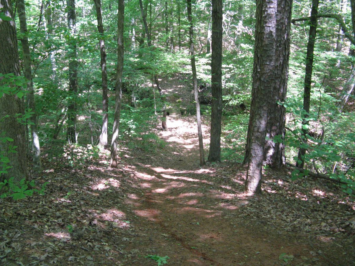 A dirt trail winding through a lush green forest, surrounded by tall trees with dense foliage and scattered sunlight illuminating the ground covered in fallen leaves. Lincoln Parish Park mountain bike trail.
