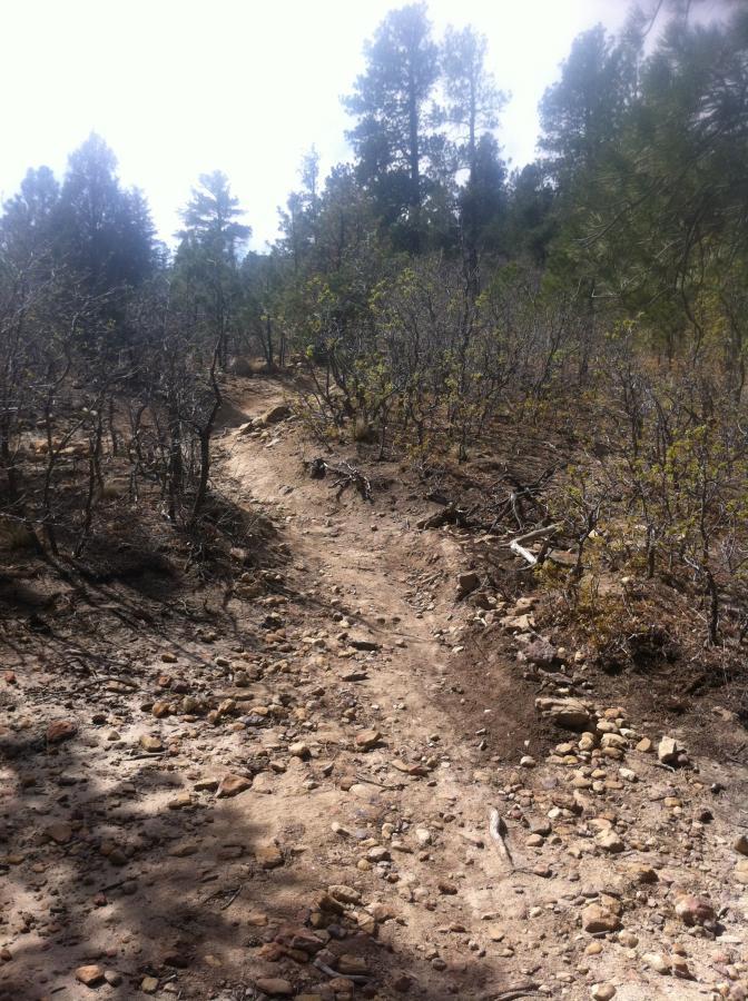 A winding dirt trail surrounded by sparse vegetation and rocky terrain, disappearing into a forest of tall pine trees under a cloudy sky. Ute Valley Park mountain bike trail.