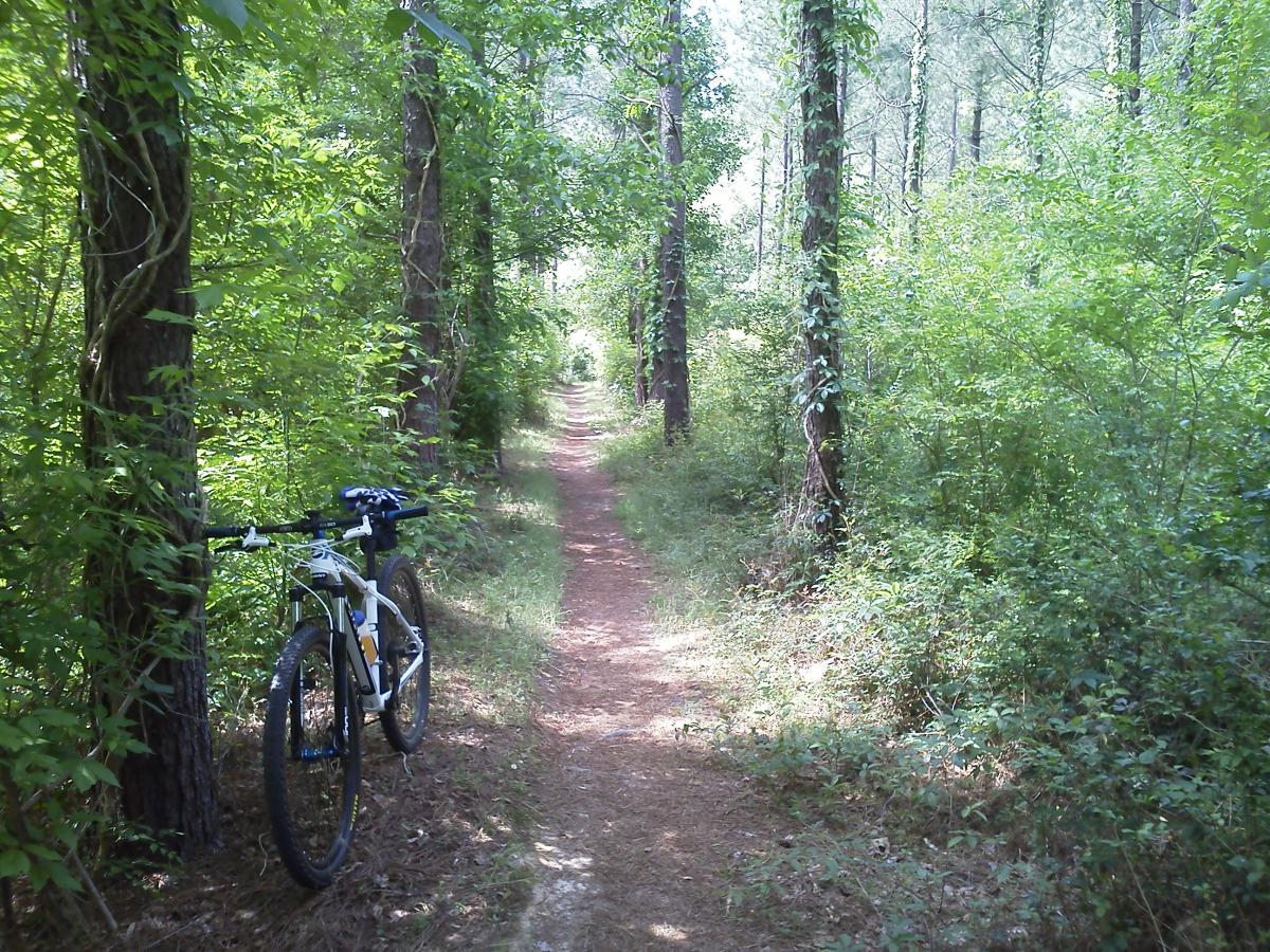 A mountain bike leaning against a tree along a narrow dirt trail surrounded by lush greenery in a wooded area. Sunlight filters through the trees, illuminating the path ahead. Children's Home / Pig Trail mountain bike trail.