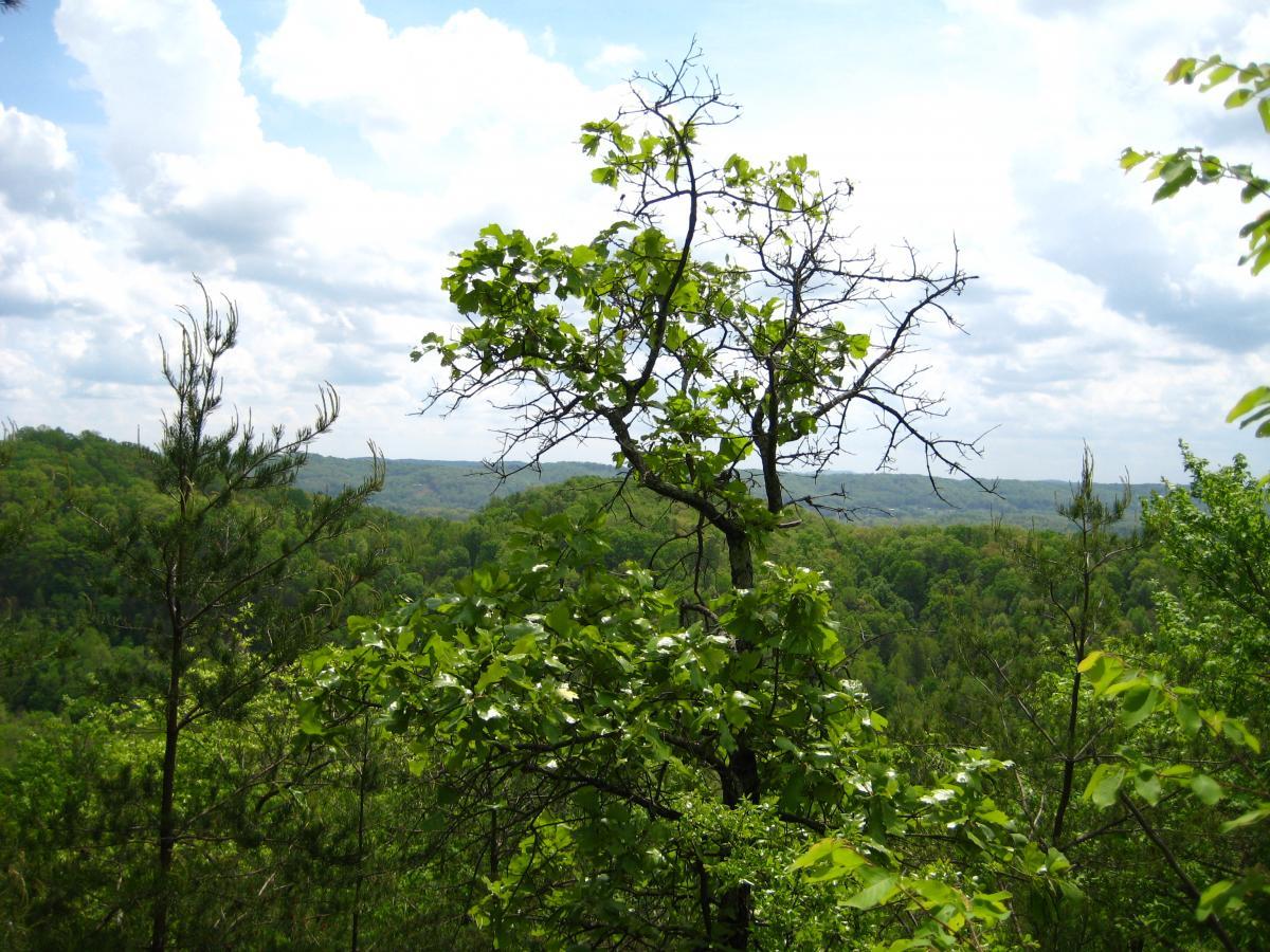 A scenic view of a lush green landscape featuring various trees, under a partly cloudy sky. The foreground includes a mix of leafy trees, while rolling hills covered in dense foliage stretch into the distance. Windrock Bike Park mountain bike trail.