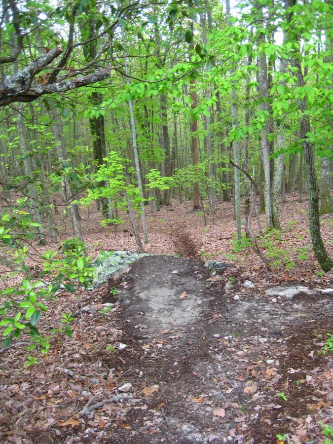 A dirt path winding through a lush green forest with trees and foliage, surrounded by fallen leaves and rocky soil. The sunlight filters through the canopy, creating a serene and natural environment for walking or hiking. Windrock Bike Park mountain bike trail.