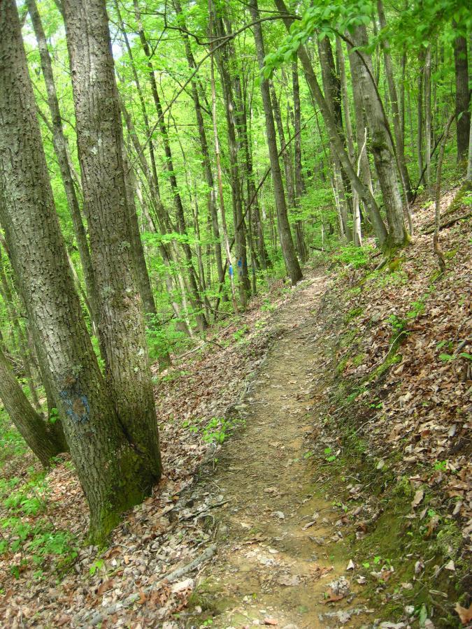 A narrow dirt trail winding through a lush green forest, lined with tall trees and scattered leaves on the ground. Windrock Bike Park mountain bike trail.