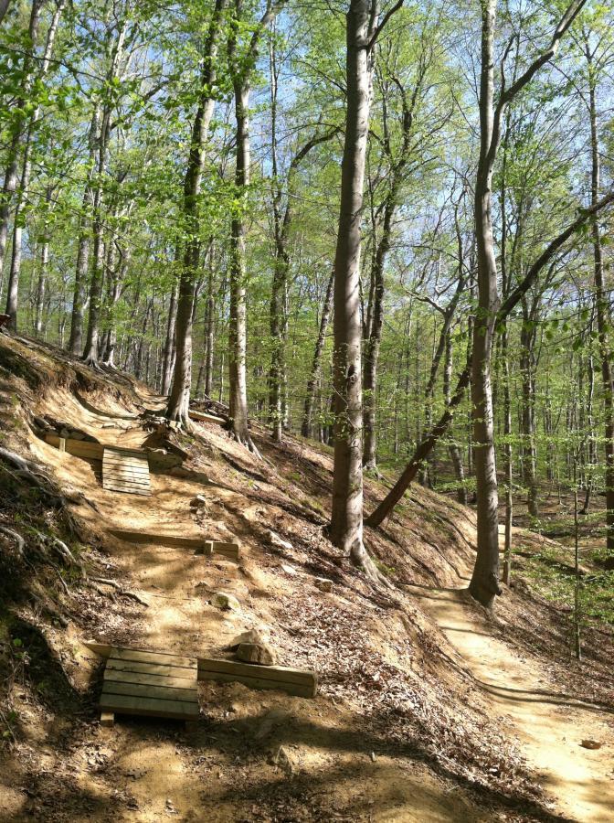 A winding dirt trail through a lush green forest, featuring wooden bridges along the path and tall trees with fresh green leaves in the background under a clear blue sky. Fountainhead Regional Park mountain bike trail.