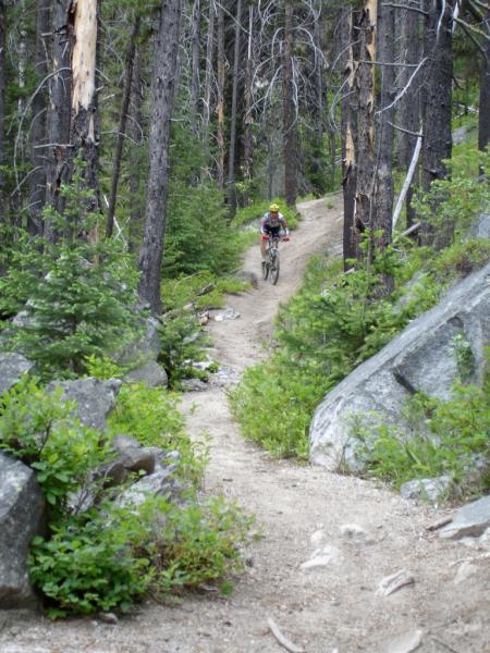 A mountain biker riding along a winding dirt trail in a forested area, surrounded by tall trees and large rocks, with greenery lining the path.