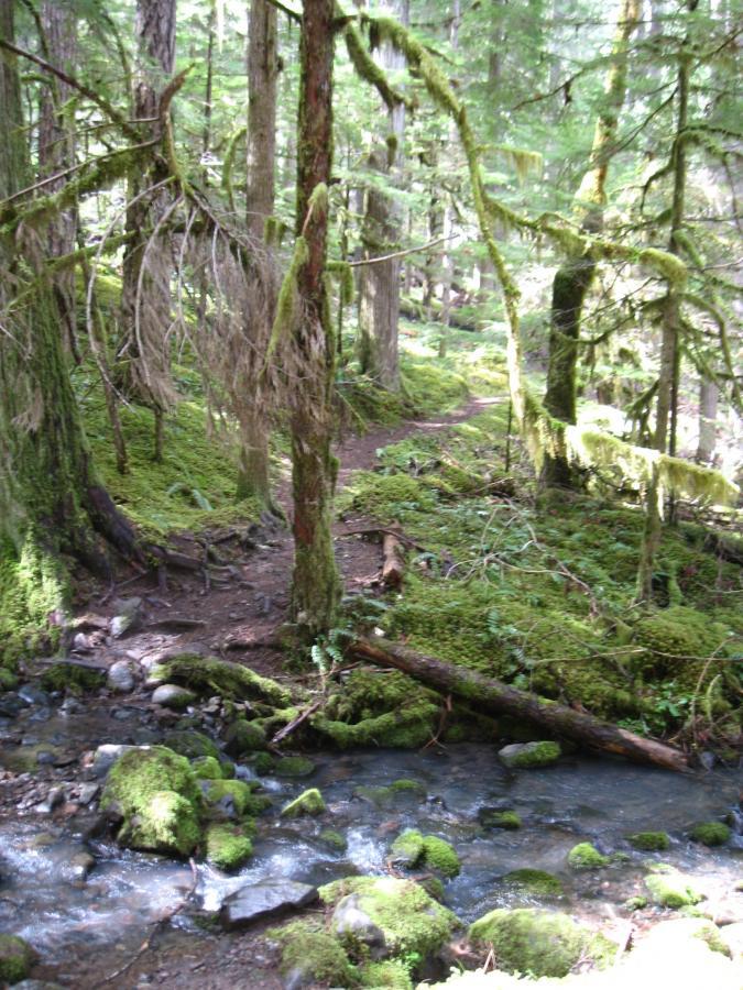 A serene forest scene featuring tall, green trees covered in moss. A small, clear stream flows over smooth stones, surrounded by lush vegetation. A winding dirt path leads into the dense greenery, inviting exploration of the tranquil natural setting. Middle Fork Trail mountain bike trail.