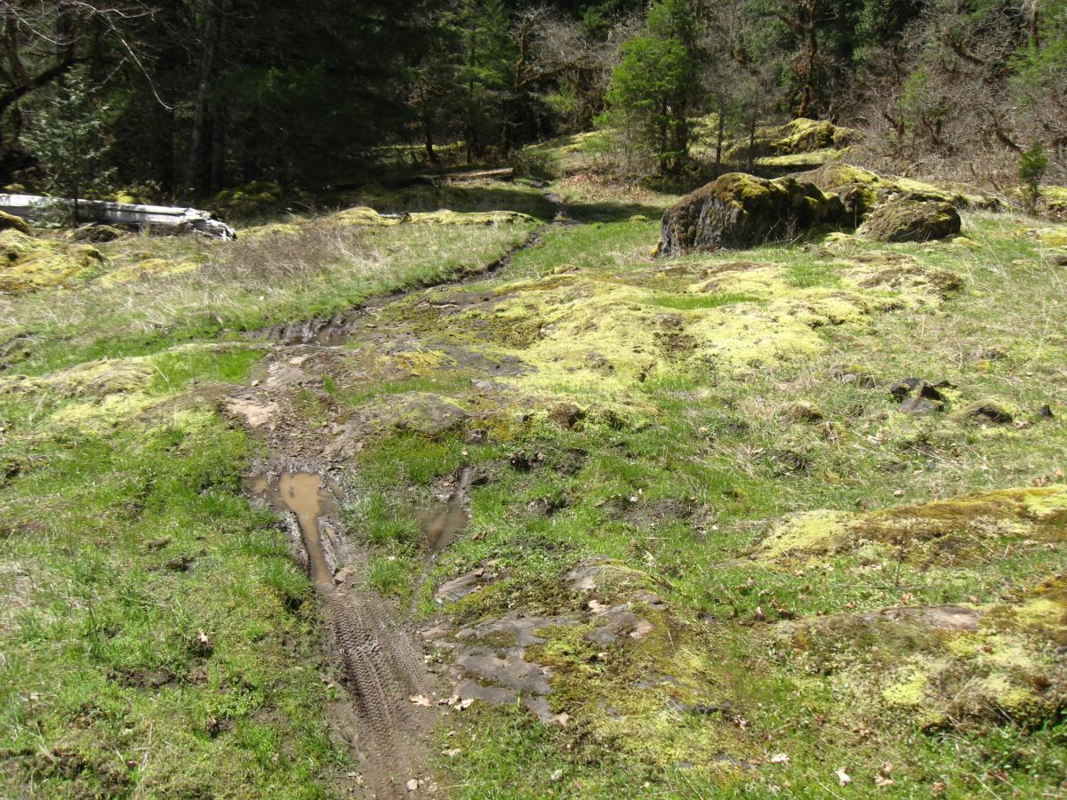A narrow, muddy trail winding through a grassy area covered with patches of moss and rocks, surrounded by trees and foliage in a natural setting. Middle Fork Trail mountain bike trail.