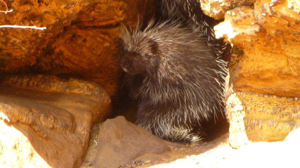 A porcupine partially hidden in a rocky cave, with its quills prominently displayed against a backdrop of textured stone. Levis Mounds mountain bike trail.