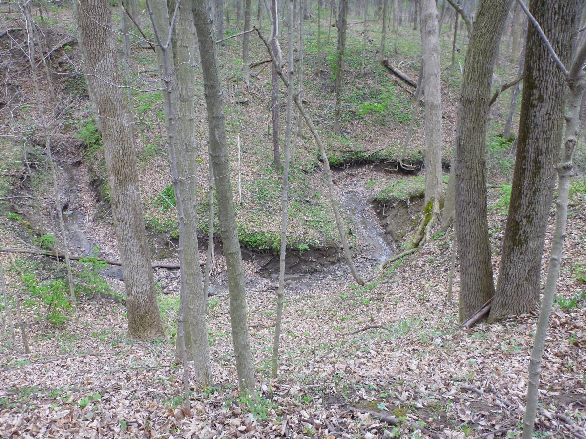 A view of a wooded area featuring a small, dry creek bed surrounded by trees and a carpet of fallen leaves. The landscape shows signs of spring growth with greenery emerging amongst the bare branches, highlighting the natural beauty of the forest. Kickapoo mountain bike trail.