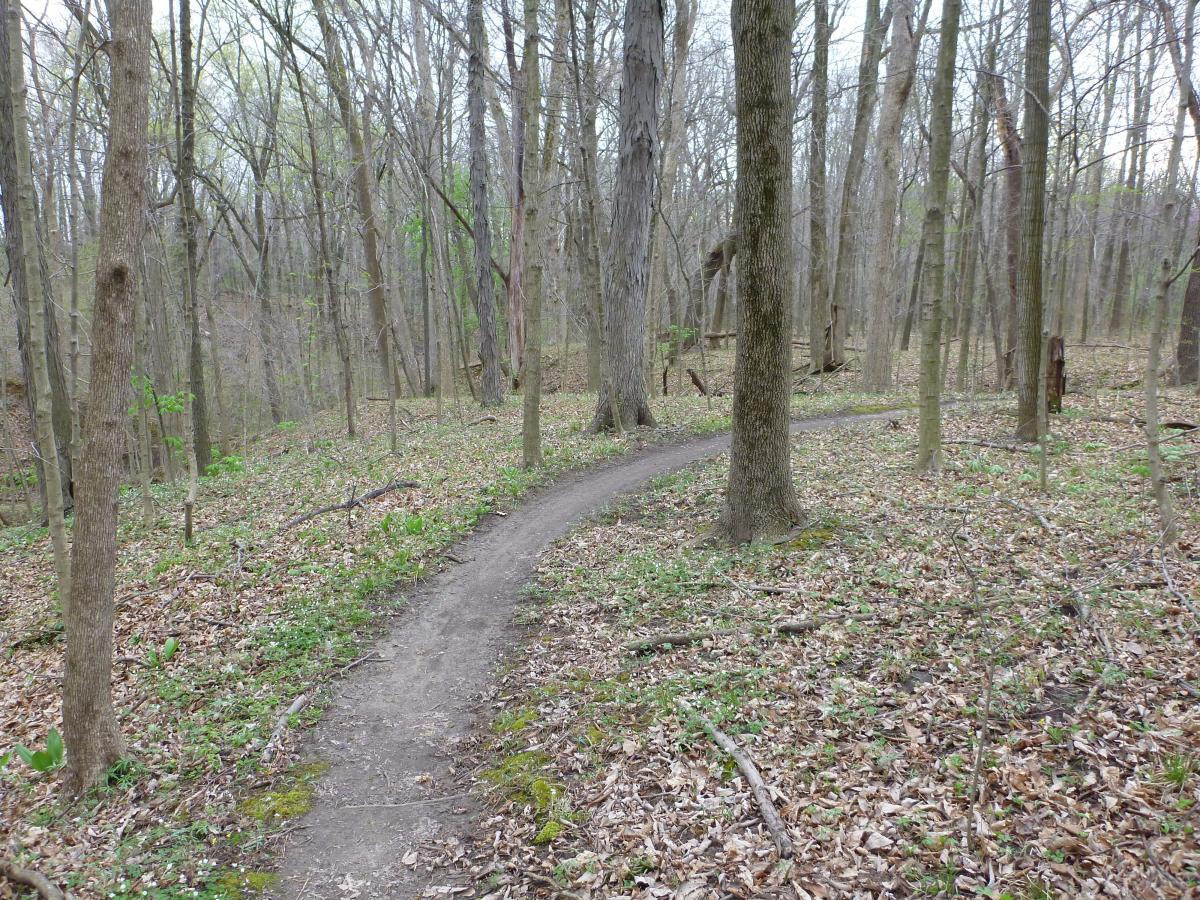 A winding dirt path through a forested area, surrounded by tall trees and scattered fallen leaves. Young green plants emerge from the ground, indicating early spring. The scene is tranquil and showcases the natural beauty of a woodlands habitat. Kickapoo mountain bike trail.