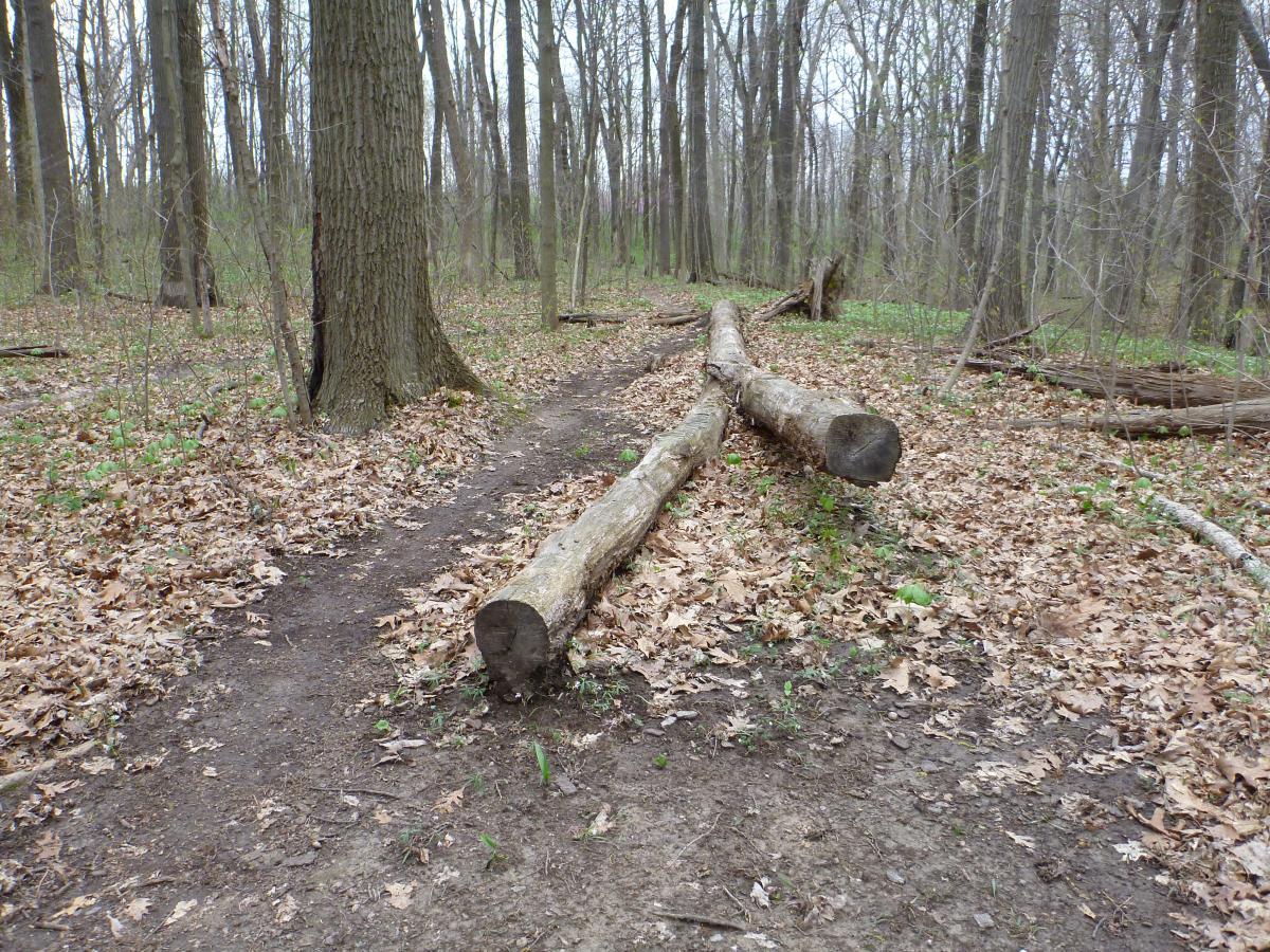 Two large fallen logs are positioned across a dirt pathway in a wooded area, surrounded by fallen leaves and small green plants. The trees in the background are bare, suggesting an early spring or late fall setting. Kickapoo mountain bike trail.