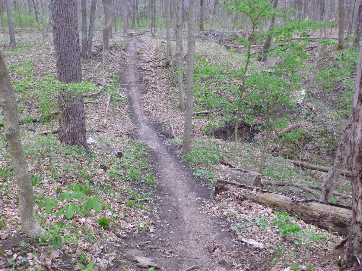 A narrow dirt trail winding through a forested area, surrounded by tall trees and patches of green foliage. The forest floor is covered with leaves and small plants, indicating early spring. Alongside the trail, several fallen logs and branches can be seen, highlighting the natural environment. Kickapoo mountain bike trail.