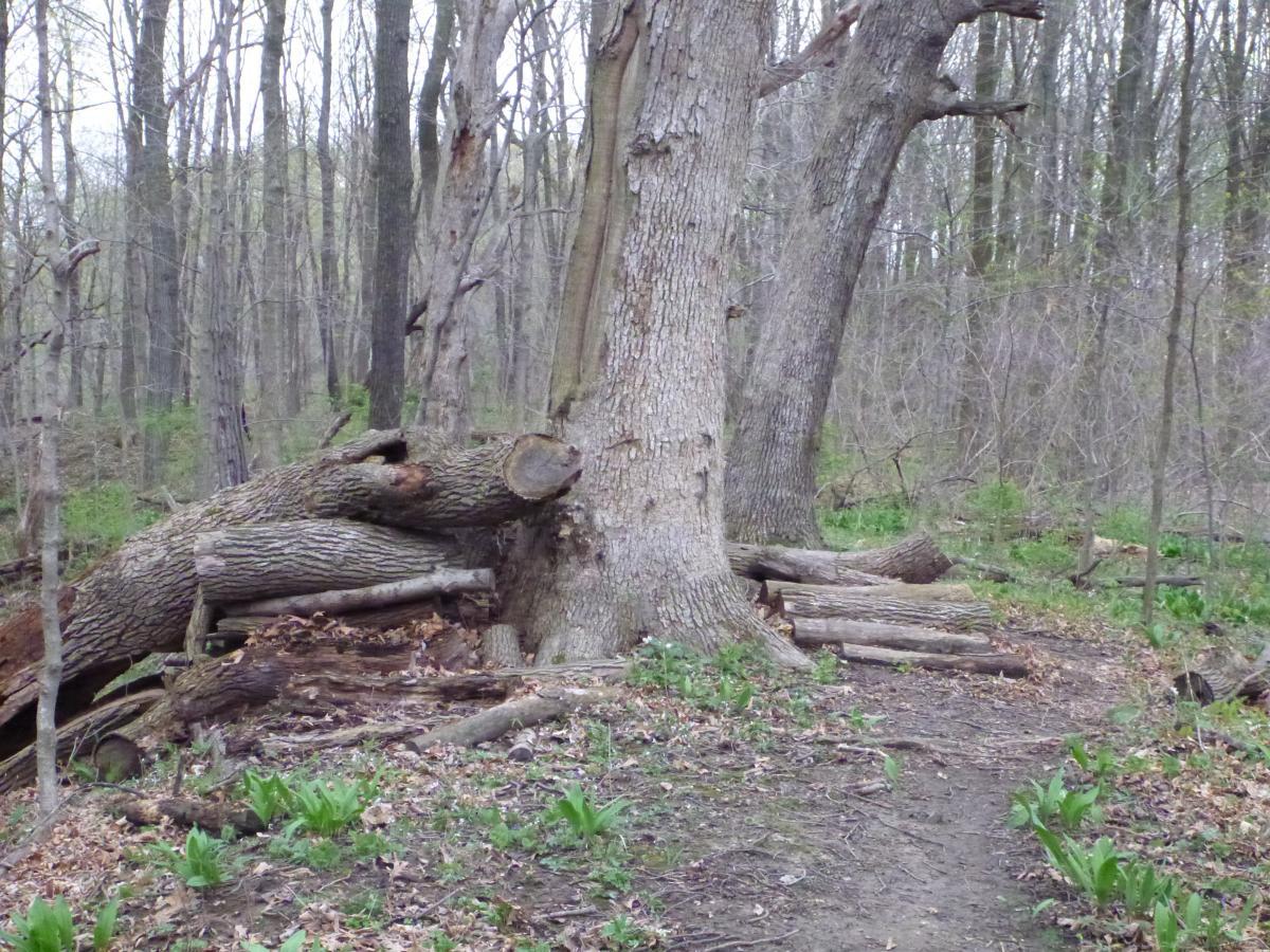 A wooded area featuring a large tree with a thick trunk, surrounded by fallen logs and a dirt path. The landscape is dotted with small green plants and is characterized by a mix of bare trees and foliage, indicating the early stages of spring. Kickapoo mountain bike trail.