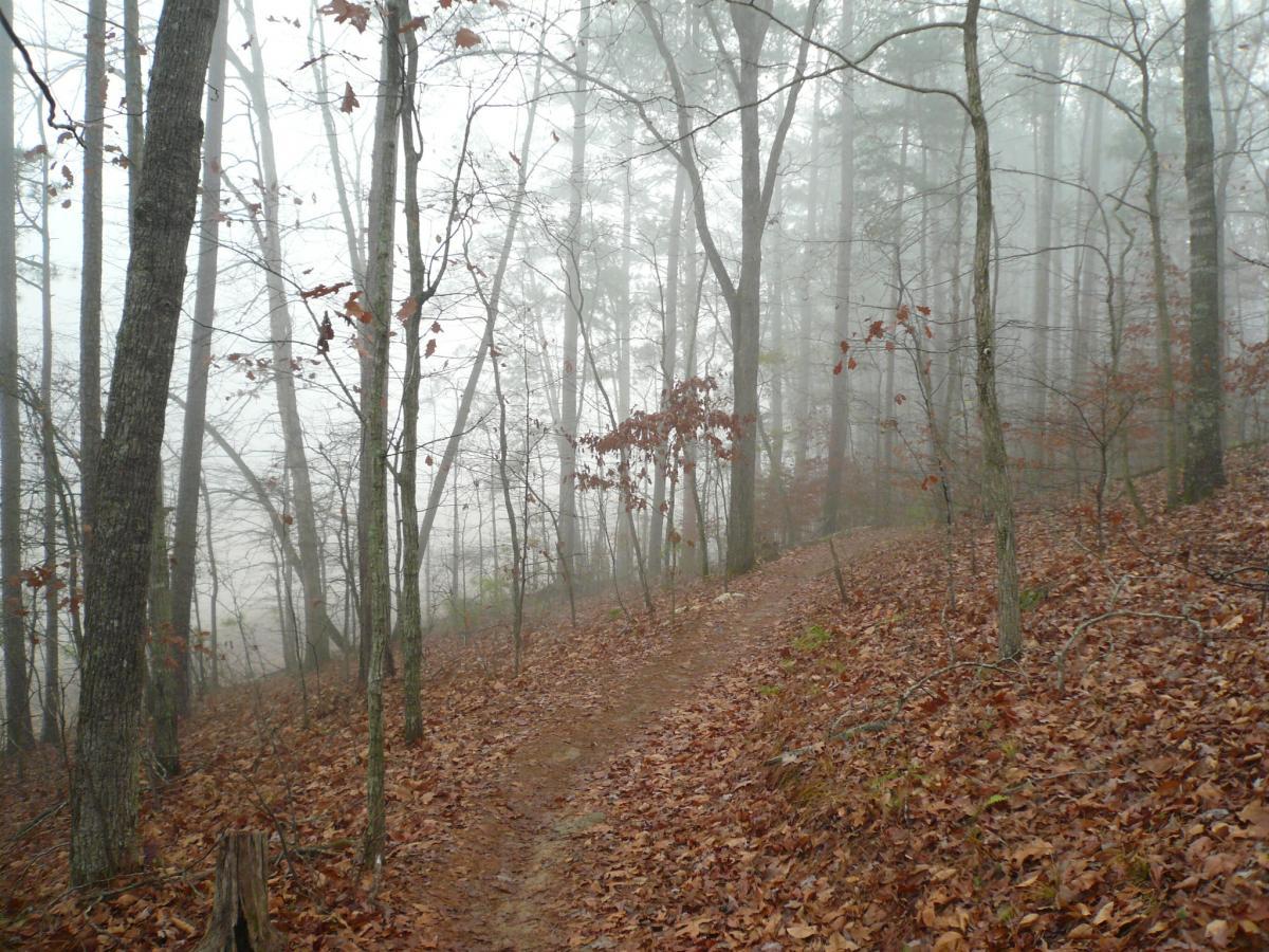 A misty forest scene featuring a narrow dirt path winding through trees with skeletal branches, surrounded by fallen leaves. Fog obscures the background, creating a serene and tranquil atmosphere. Dwelling Loop mountain bike trail.