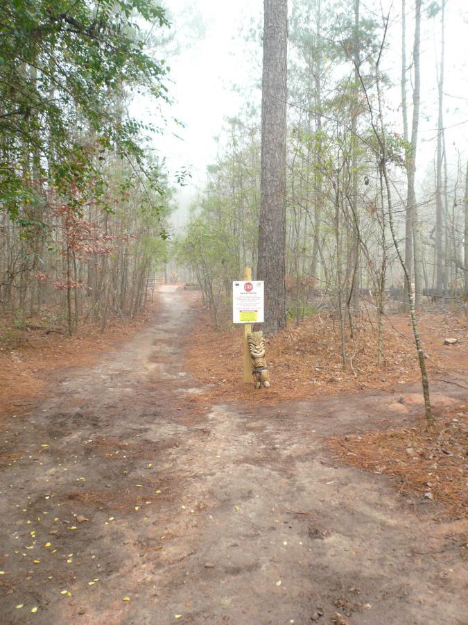 A foggy forest path diverges into two trails, with a wooden sign indicating "STOP" and instructions. A carved figure of a creature can be seen at the base of the sign, surrounded by pine trees and a soft carpet of fallen leaves. Quehl Holler mountain bike trail.