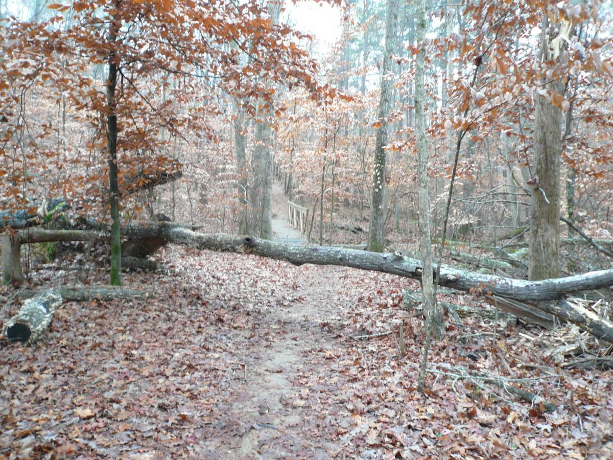 A serene forest path covered in fallen leaves, with a fallen log crossing the trail. The trees are mostly bare, showcasing hints of autumn foliage, and a misty atmosphere adds a tranquil feel to the scene. A wooden bridge is visible in the distance, suggesting a winding pathway through the woods. Mosquito Bite mountain bike trail.