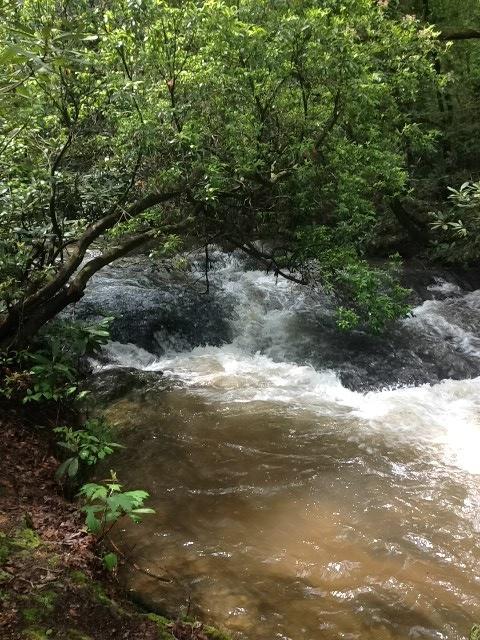 Rushing water flows over rocks in a serene, wooded area, surrounded by lush green foliage and a tree arching gracefully above the stream. The sunlight filters through the leaves, creating a peaceful and tranquil atmosphere. Amicalola Falls mountain bike trail.