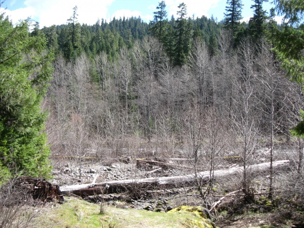 A landscape featuring a mix of evergreen trees and bare branches, with a foreground of fallen logs. The background showcases a dense forest of coniferous trees under a partly cloudy sky. The ground appears rocky and uneven, suggesting a natural environment in a forested area. Middle Fork Trail mountain bike trail.