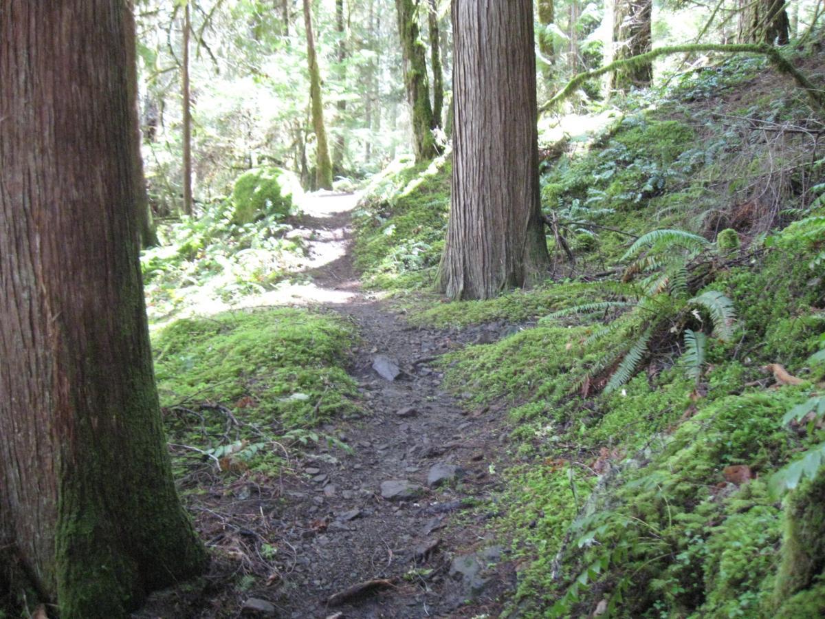 A narrow dirt trail winding through a lush green forest. Tall trees line the path, with sunlight filtering through the leaves, illuminating the vibrant moss and ferns growing alongside the trail. Middle Fork Trail mountain bike trail.