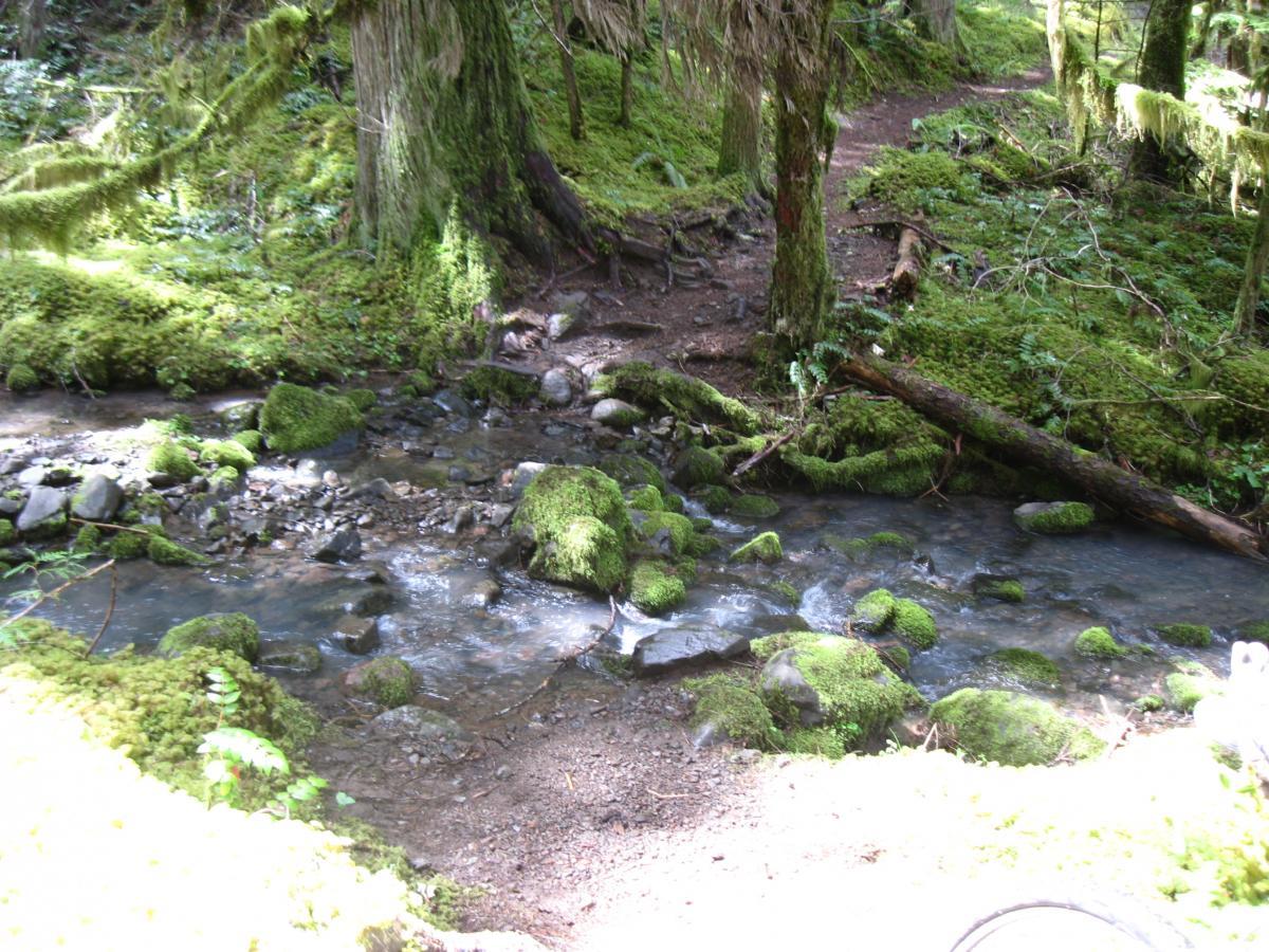 A tranquil forest scene featuring a small, flowing stream bordered by lush, green moss-covered rocks and vegetation. Sunlight filters through the trees, casting a warm glow on the surrounding foliage. A dirt path can be seen winding through the forest in the background. Middle Fork Trail mountain bike trail.