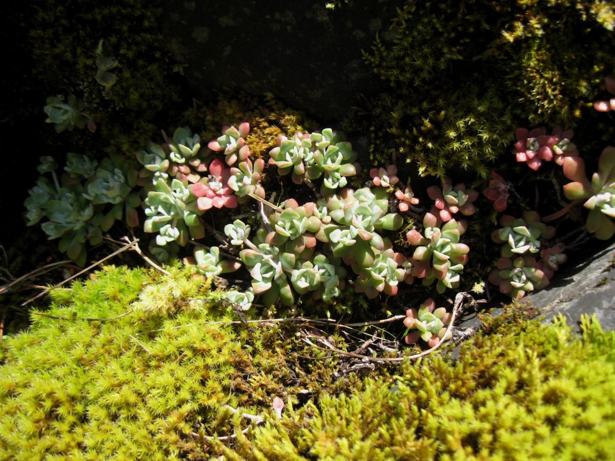 A close-up view of various succulent plants nestled among bright green moss, featuring a mix of fleshy, rounded leaves in shades of green and pink. The background includes textured rock surfaces, adding to the natural setting. Middle Fork Trail mountain bike trail.