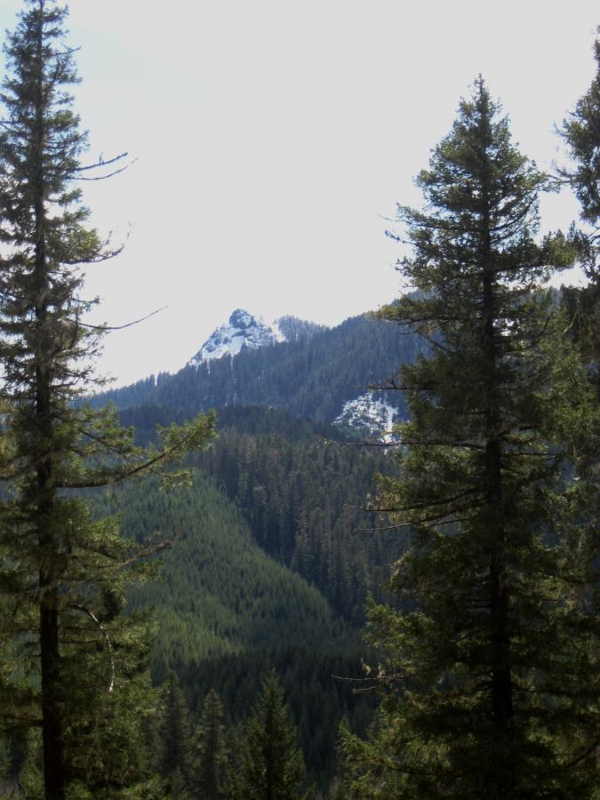 A scenic view of pine trees in the foreground, with a mountainous landscape in the background featuring snow-capped peaks and lush green forests. The sky above is bright and clear. Middle Fork Trail mountain bike trail.